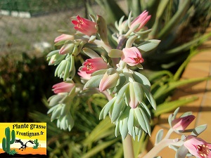 Echeveria Essentielle