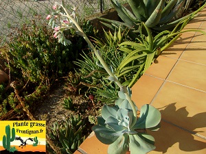 Echeveria Essentielle