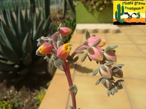 Echeveria Ete Indien