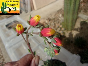 Echeveria Eternelle fleur