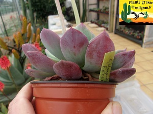 Echeveria Fetiche