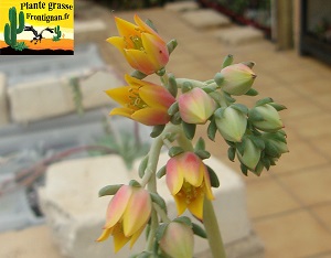 Echeveria Fetiche