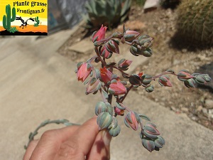 Echeveria Fleur de Trottoir