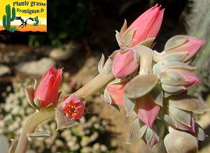 Echeveria Flirt