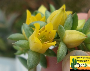 Echeveria Floflo