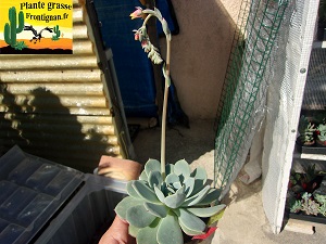 Echeveria Friponne