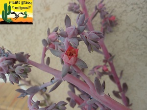 Echeveria Frou Frou