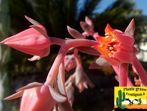 Echeveria Furia