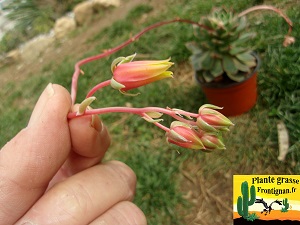 Echeveria Giga