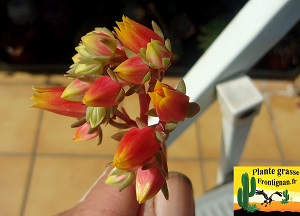 Echeveria Girly