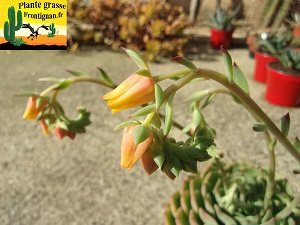 Echeveria Gnoki