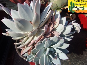 Echeveria Hermine