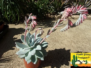 Echeveria Hermine