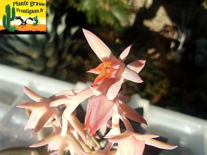 Echeveria Heure Claire