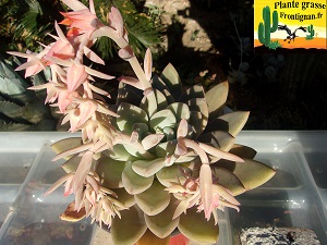 Echeveria Heure Claire