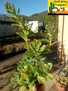 Echeveria Hypatie d Alexandrie