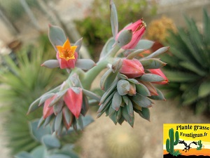 Fleur Echeveria Infinie