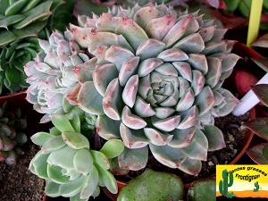 Echeveria Iria