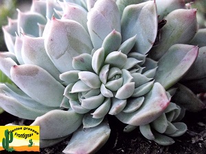 Echeveria Iria