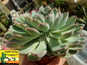 Echeveria Isis