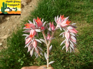 Echeveria Jouvencelle