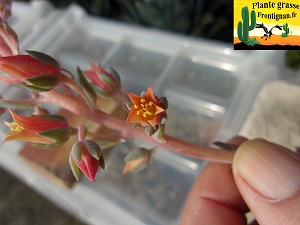 Echeveria Latina