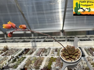 Echeveria Lazar