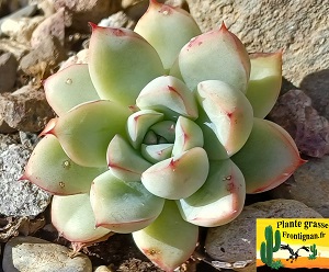 Echeveria Leolia en rocaille