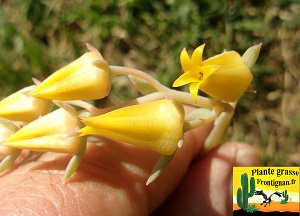 Echeveria Leolia