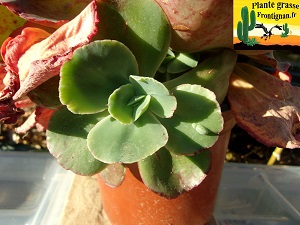 Echeveria Les Trois Graces