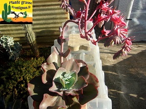 Echeveria Lova