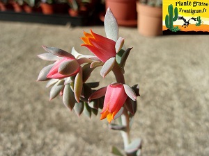 Echeveria Lutka