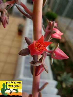 Echeveria Macarena