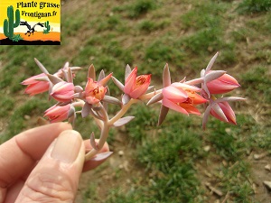 Echeveria Majorette