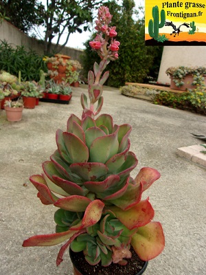 Echeveria Makkao