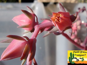 Echeveria Manonita