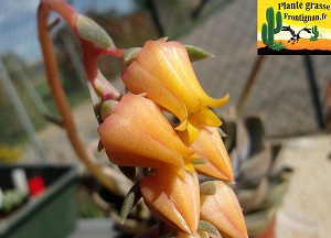 Echeveria Marionnette