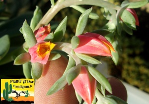 Echeveria Marpessa