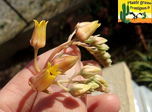 Echeveria Marta