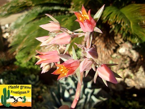 Echeveria Melusine