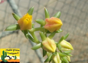 Echeveria Menthe