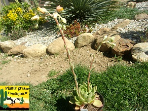 Echeveria Miroir