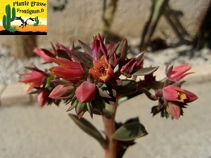 Echeveria Mocaccino