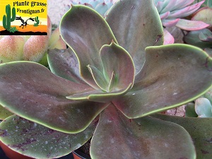 Echeveria Mu Mulrike