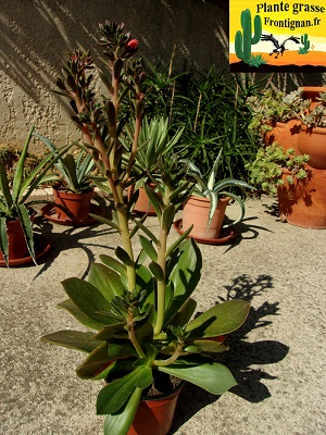 Echeveria Mu Mulrike