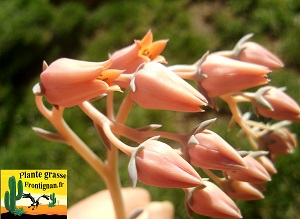 Echeveria Murmure