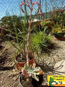 Echeveria Muse