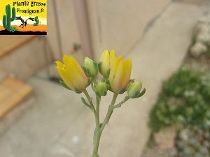 Echeveria Nacre