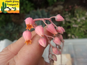 Echeveria Naine Rouge