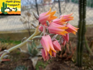 Echeveria Nebuleuse